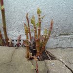 Japanese Knotweed treatment