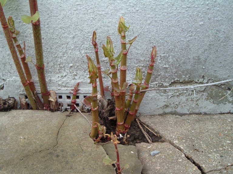 Japanese Knotweed treatment