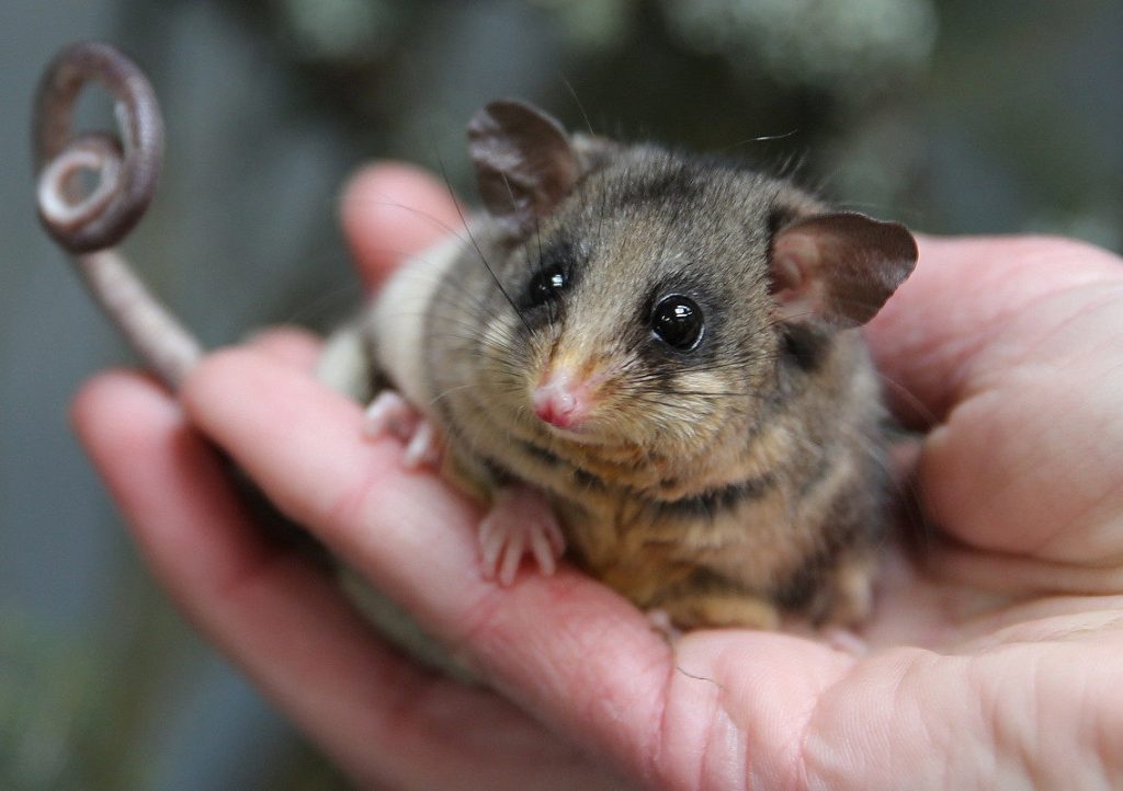 possum removal in Melbourne