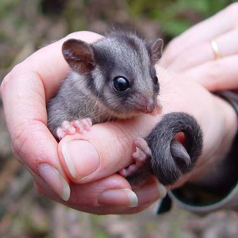 possum removal in Melbourne