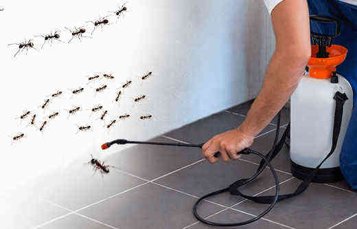 pest control for cockroaches singapore