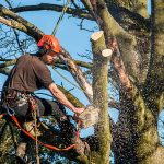 tree arborist