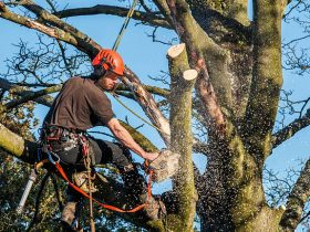 tree arborist