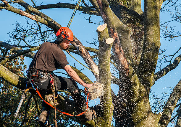 tree arborist