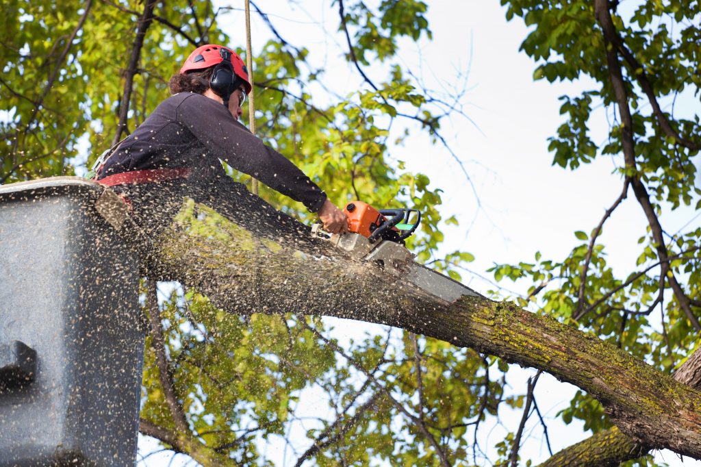 Arborist Tree 